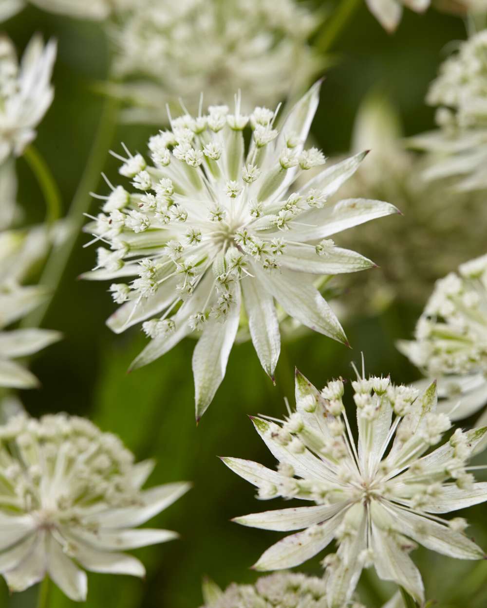 Stjärnflocka 'Sparkling Stars White'